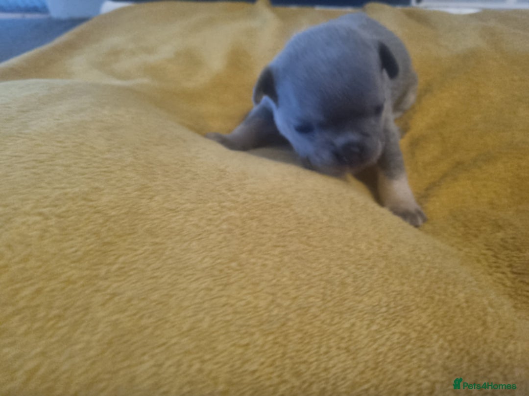 Mixed Breed dogs for sale: French/english bulldog puppys - Image 5