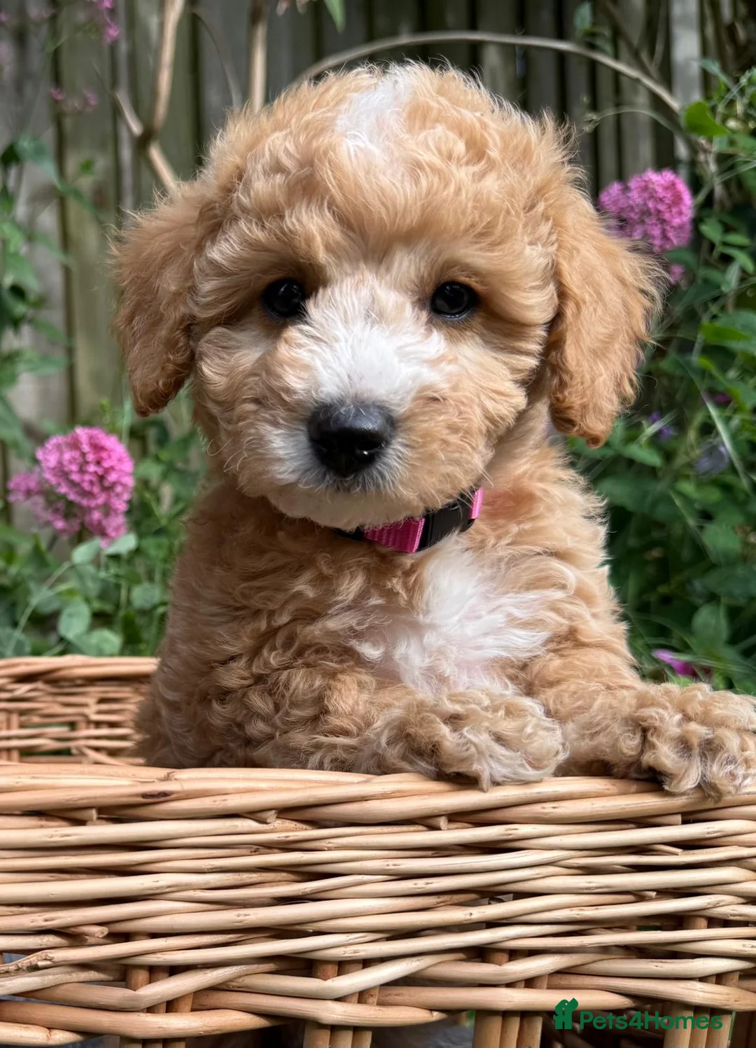 Toy Poodle dogs for sale: Outstanding KC Toy Poodles - READY NOW - Advert 2