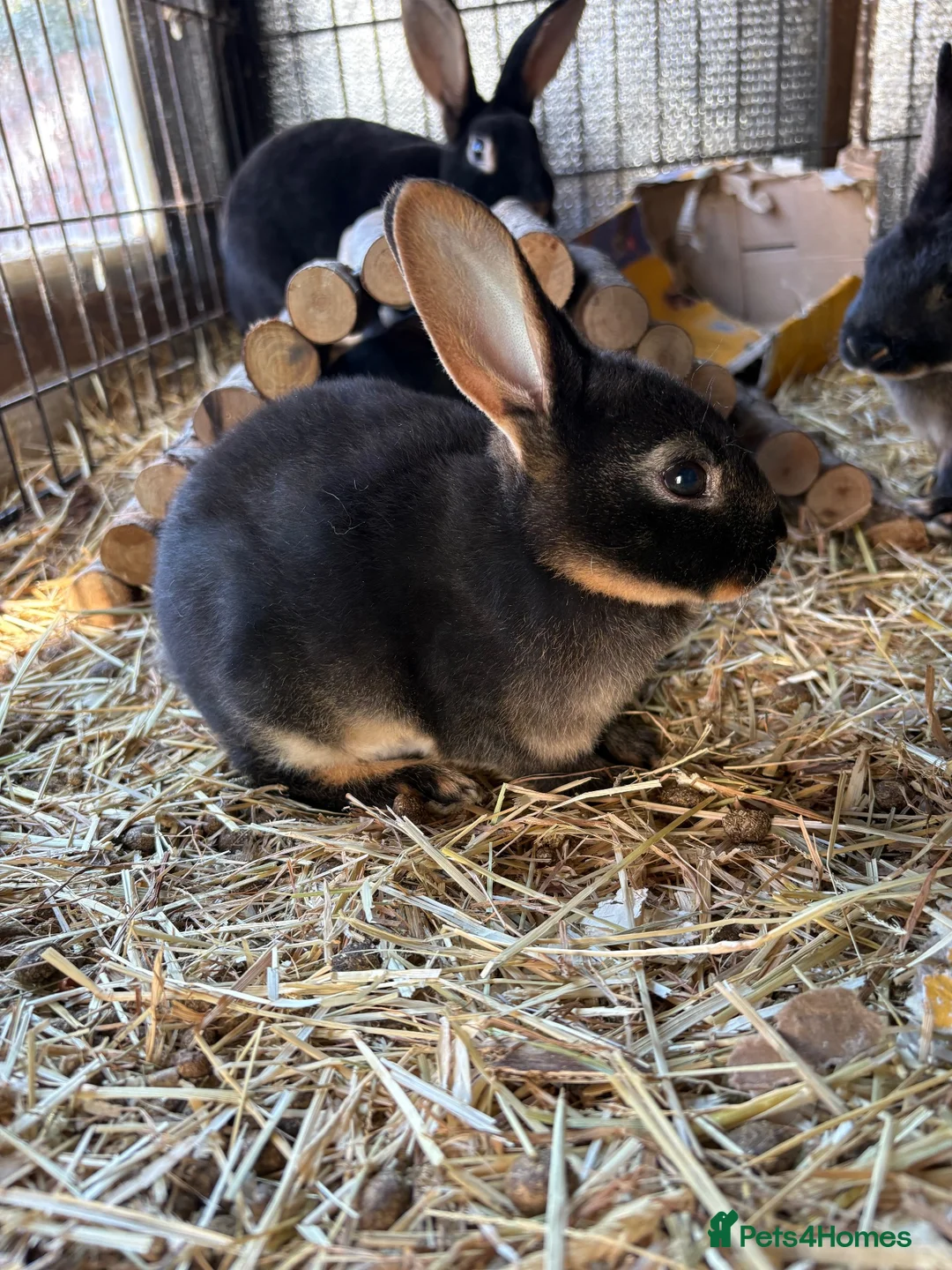 Rex rabbits for sale: Standard Rex (Black otter)ready to leave 3rd Nov  - Advert 2