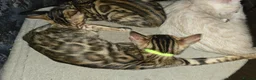 Bengal cats for sale: Prince and princesses seeking human slaves - Advert 27