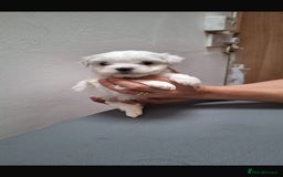 Maltese dogs for sale: Maltese - Image 4