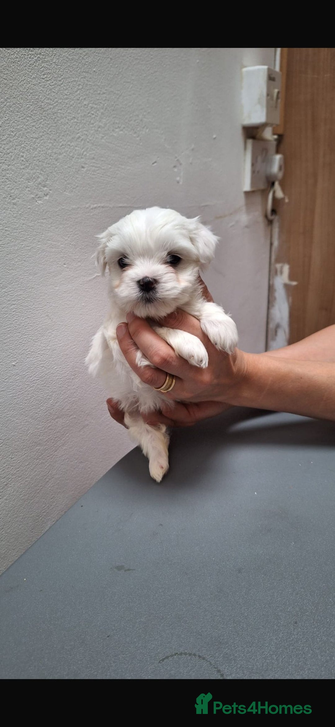 Maltese dogs for sale: Maltese - Image 4
