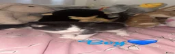 Mixed Breed cats for sale: 4 mixed bread kittens  in Sheerness - Advert 4