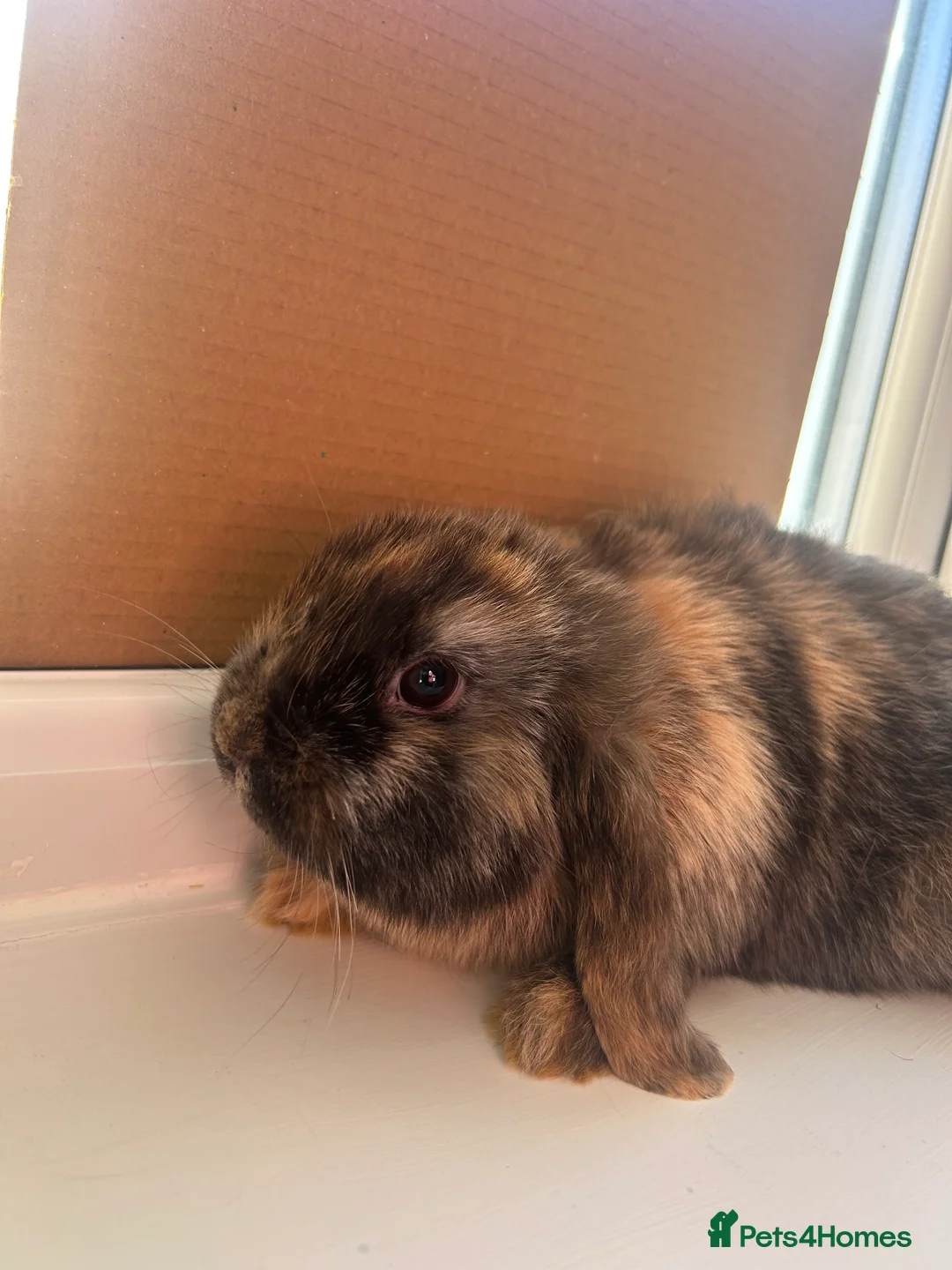 Mini Lop rabbits for sale: Pure mini lop bunnies - Advert 5