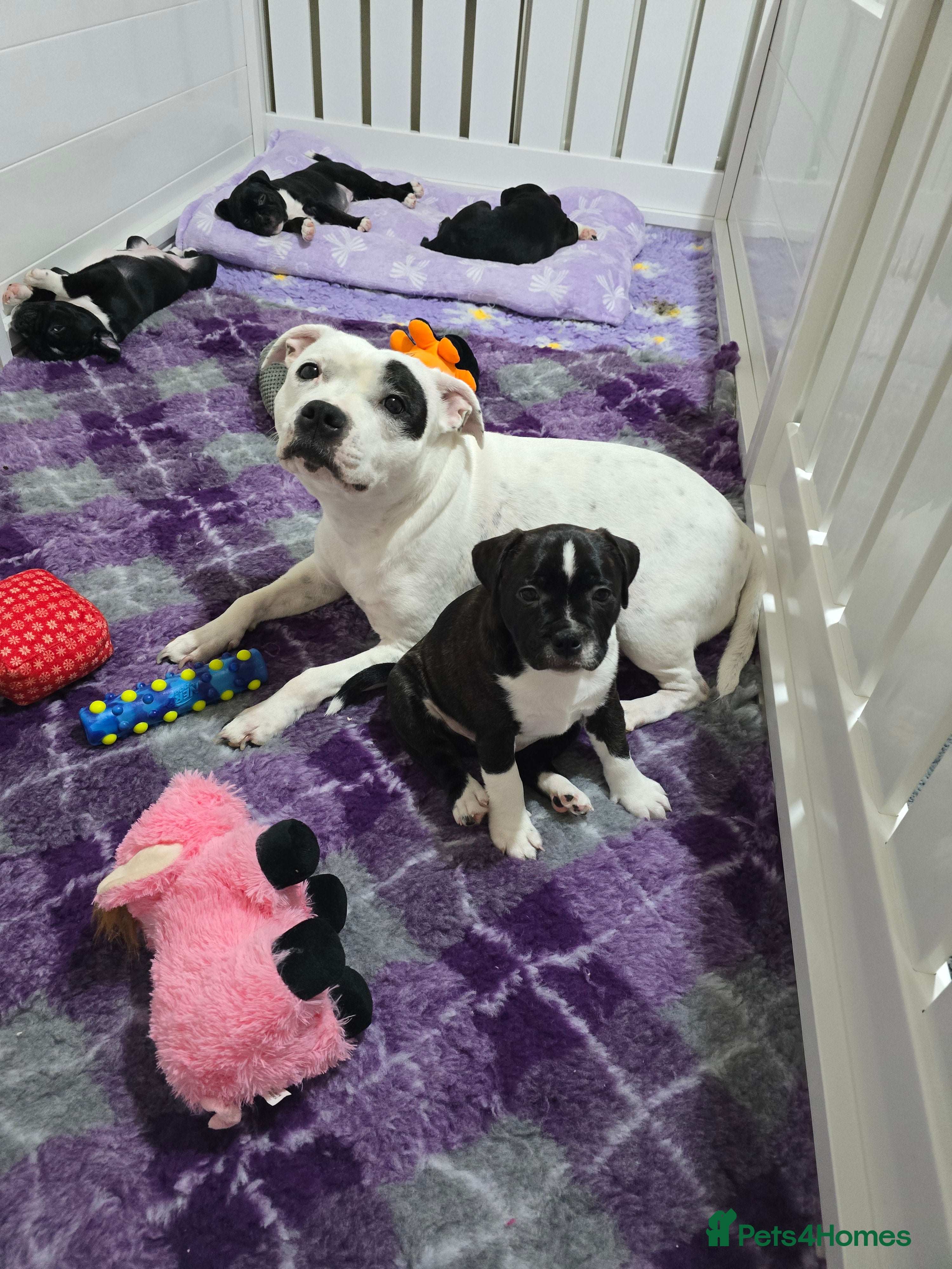 Staffordshire Bull Terrier dogs ✨️SBT puppies COI 2.5✨️ - Advert 11