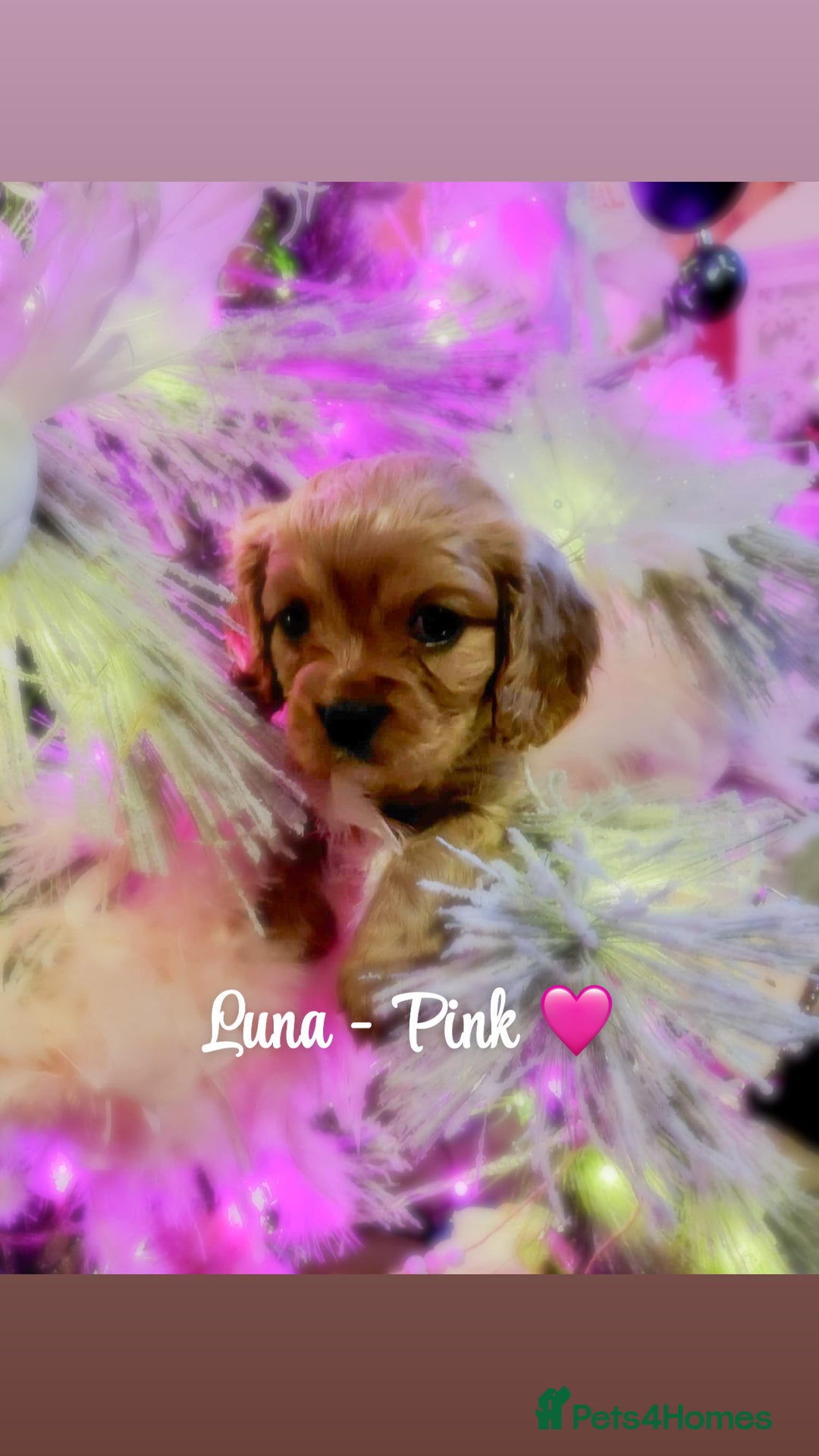 Cavapoo dogs for sale: F1b Cavapoo  - Advert 7