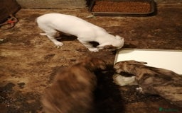 Mixed Breed dogs for sale: Lurcher. Pups - Image 11