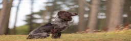 Cocker Spaniel dogs for sale: Black male from Fully Health Tested Parents - Advert 3