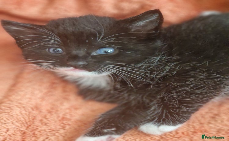 Mixed Breed cats for sale in Huntingdon - Advert 15