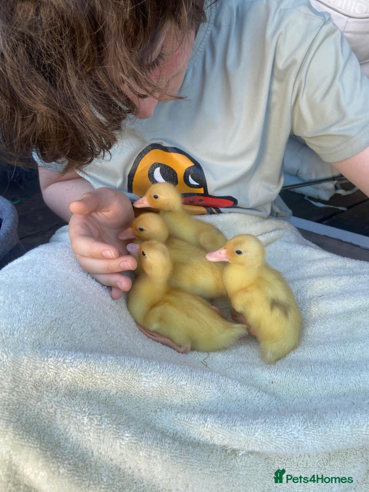 Ducks poultry for sale: Call ducks - available early july in Peacehaven - Advert 2