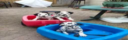 Dalmatian dogs for sale: 1 boy , 2 girls left  - Advert 8