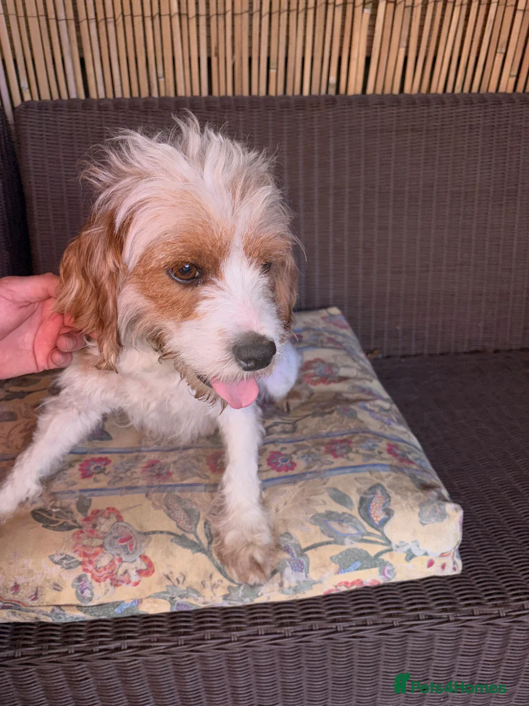 Cavapoo dogs for sale: Cavapoos for sale - Advert 14