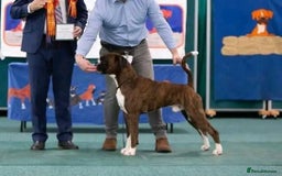 Boxer dogs for sale: Champion sired Lovely  Boxer Puppy Available  - Image 9