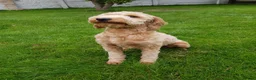 Mini Goldendoodle dogs for sale: Jasmine - Advert 4