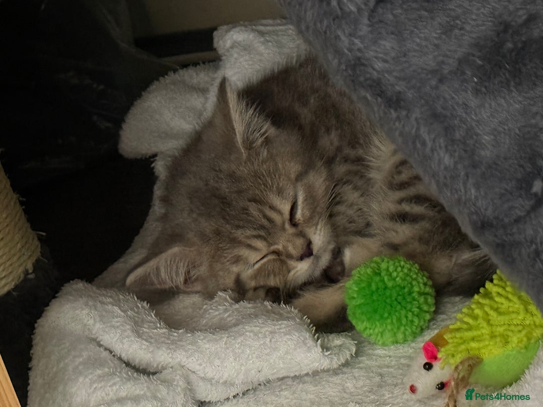British Shorthair cats for sale: BSH Kitten Bean - Image 34