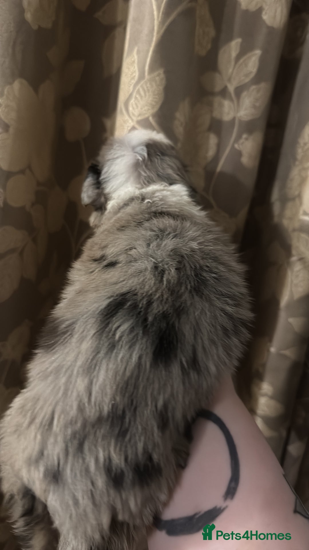 Border Collie dogs for sale: Merle border collies - Advert 6