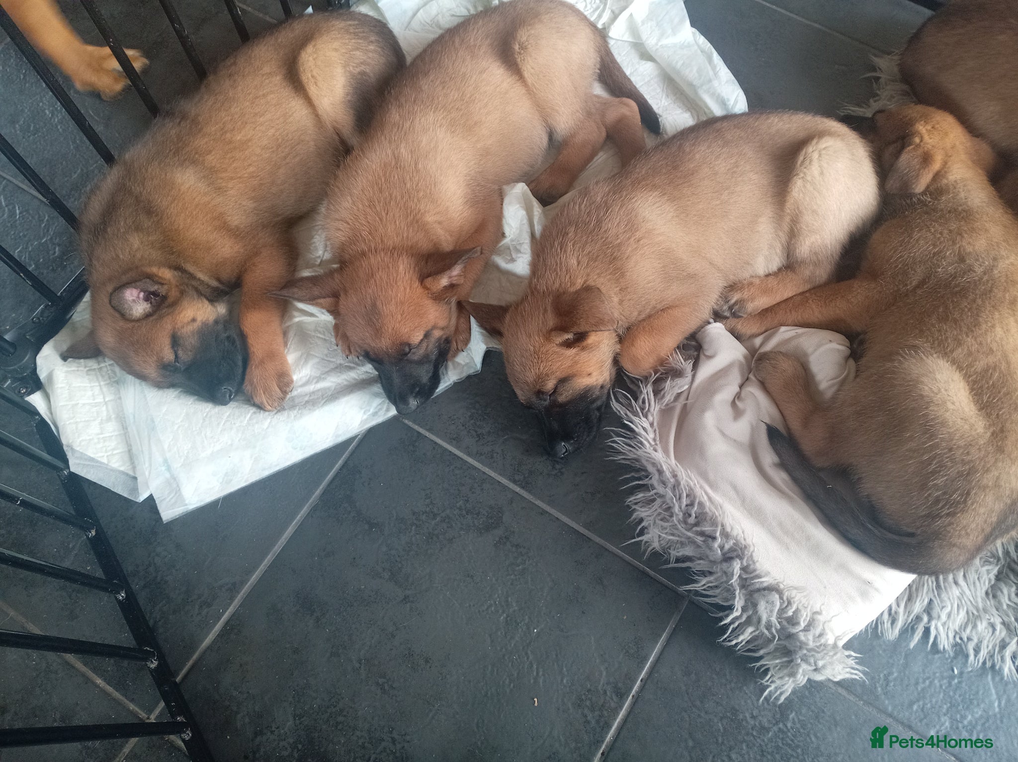 Belgian Shepherd Dog dogs for sale: Belgium malinois puppies 7 weeks old - Advert 11