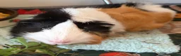Guinea Pig rodents for sale: Boar guinea pig  in Walton on the Naze - Advert 4
