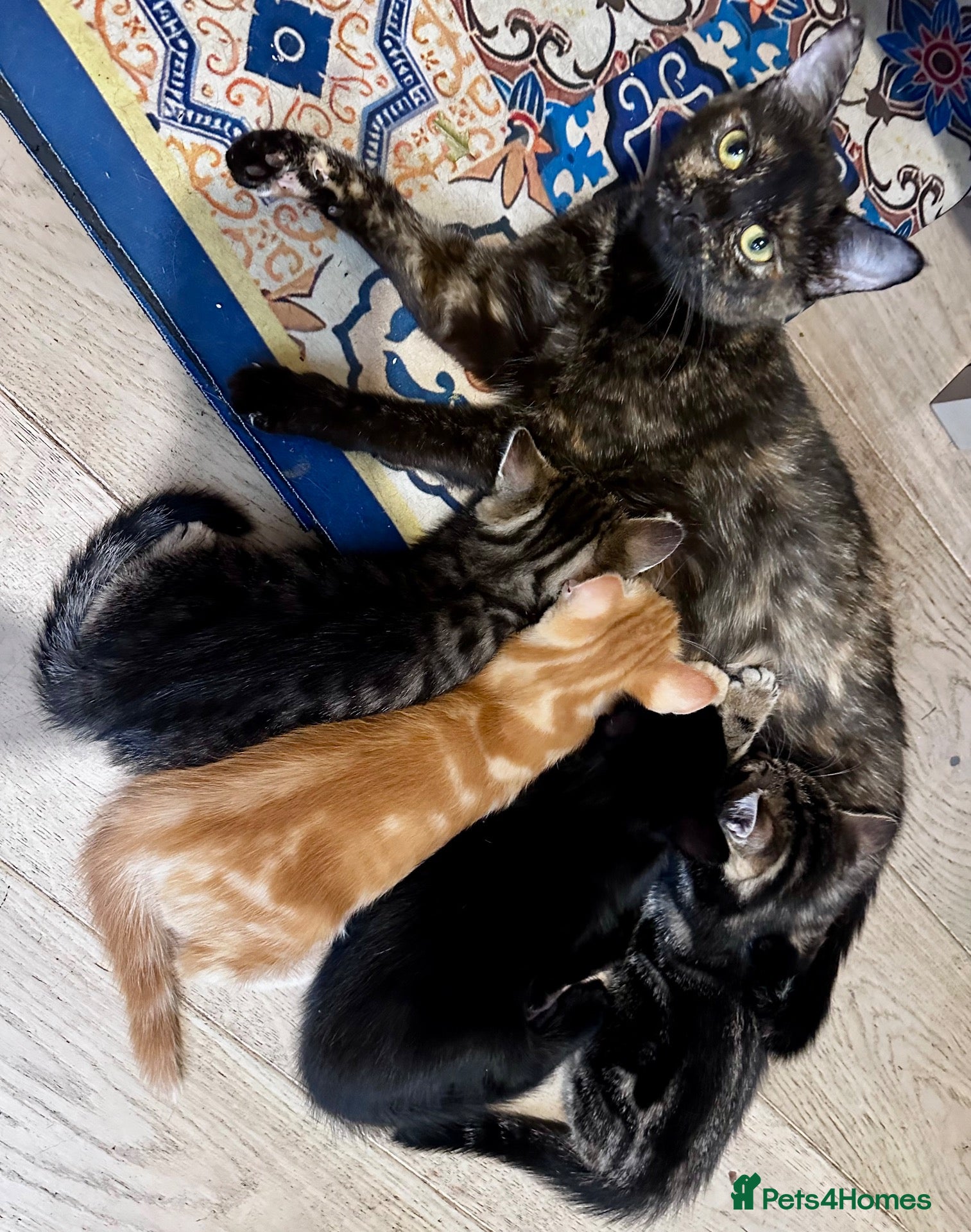 Mixed Breed cats Adorable tortie kitty looking for a new owner - Advert 2