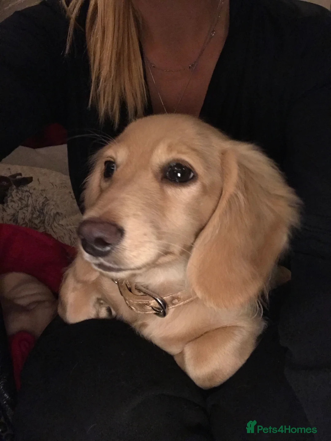 Miniature Dachshund dogs for sale: Little sausages with big characters  - Advert 28