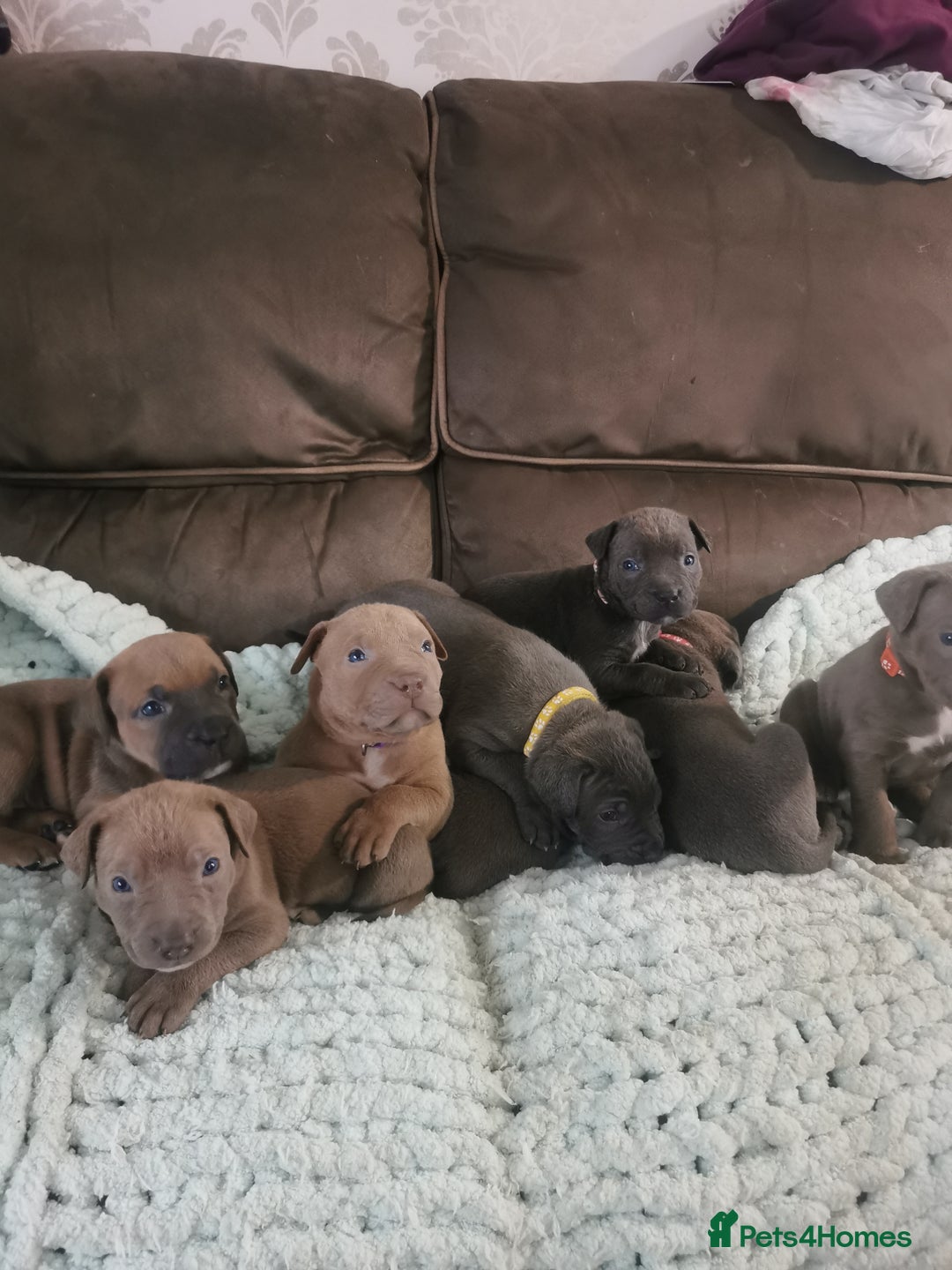 Cane Corso dogs for sale: Cane corso puppies - Advert 5