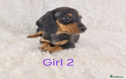 Miniature Dachshund dogs for sale: Beautiful Miniature Dachshund Puppies  - Image 16