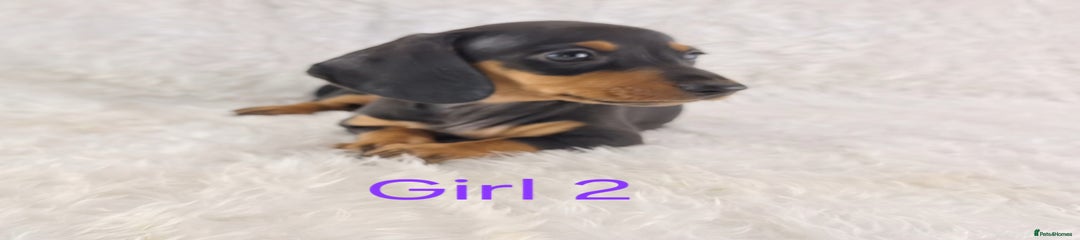 Miniature Dachshund Puppy 2
