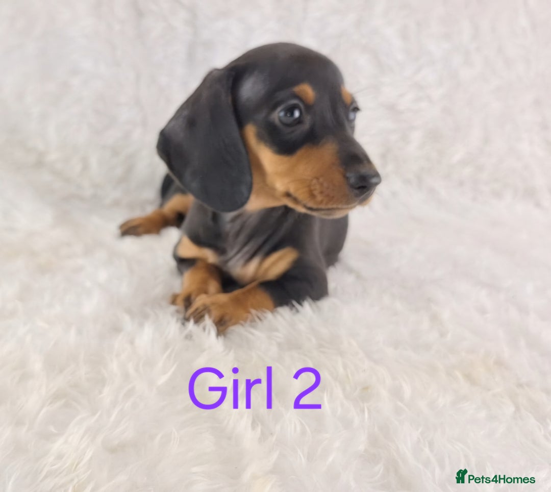 Miniature Dachshund dogs for sale: Beautiful Miniature Dachshund Puppies  - Image 16