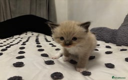 Ragdoll cats for sale: Ragdoll kittens  - Image 15