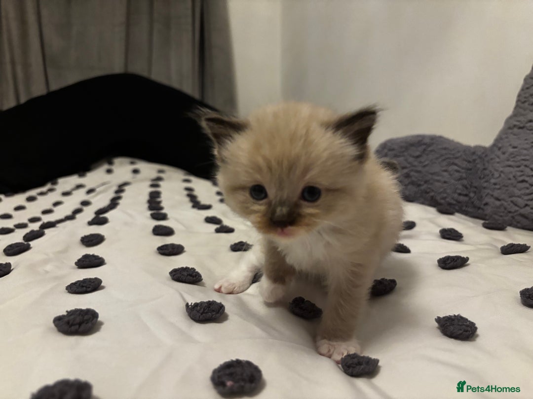 Ragdoll cats for sale: Ragdoll kittens  - Image 15