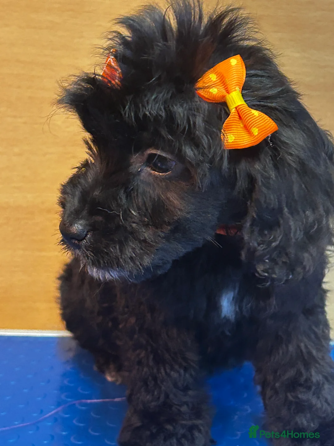 Cockapoo dogs for sale:  Northampton Cockapoos. Adorable F1 puppies - Advert 32