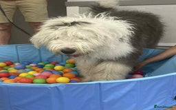 Old English Sheepdog dogs for sale: Old English sheepdog pup - Image 1