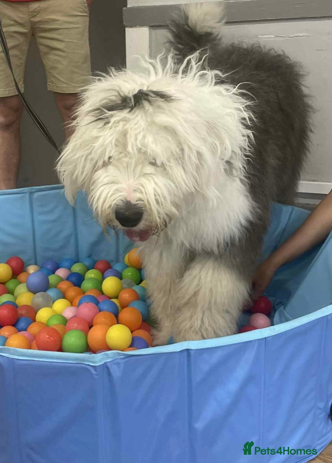 Old English Sheepdog dogs for sale: Old English sheepdog pup - Image 1