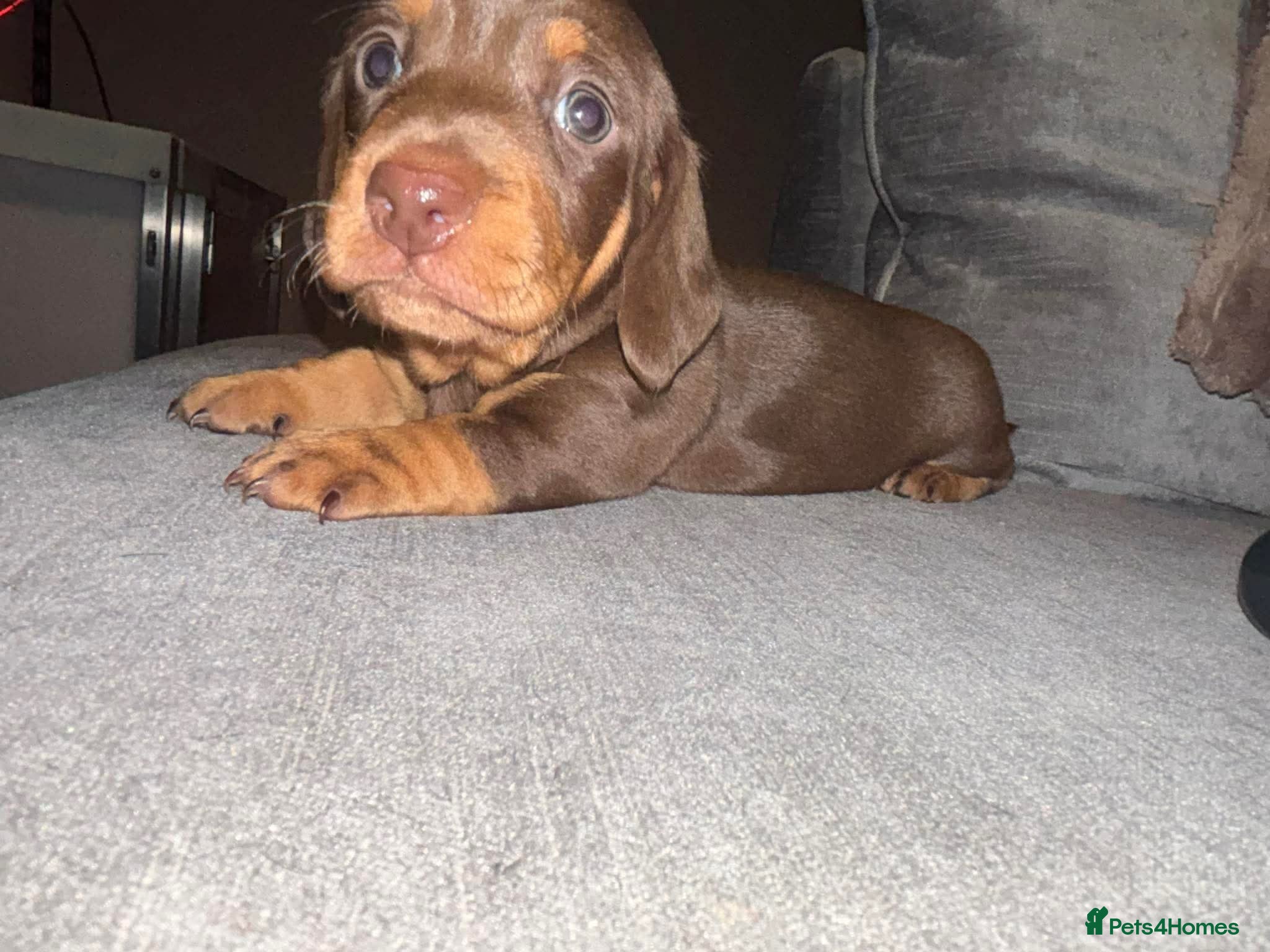 Dachshund dogs 🐾Adorable Dachshund Boys🐾 - Advert 7