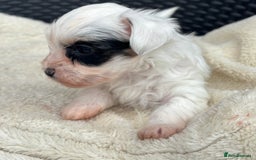 Biewer Terrier dogs for sale: Beautiful biewer terrier puppies 🩷 - Image 3