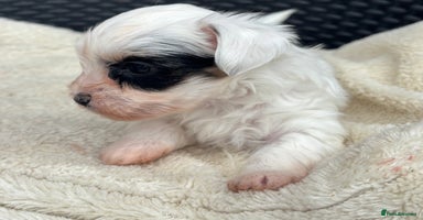 Biewer Terrier dogs - Advert 8