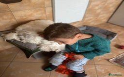 Bichon Frise dogs for adoption: Meet PACO - a Lovely little boy, for a Loving Home - Image 14