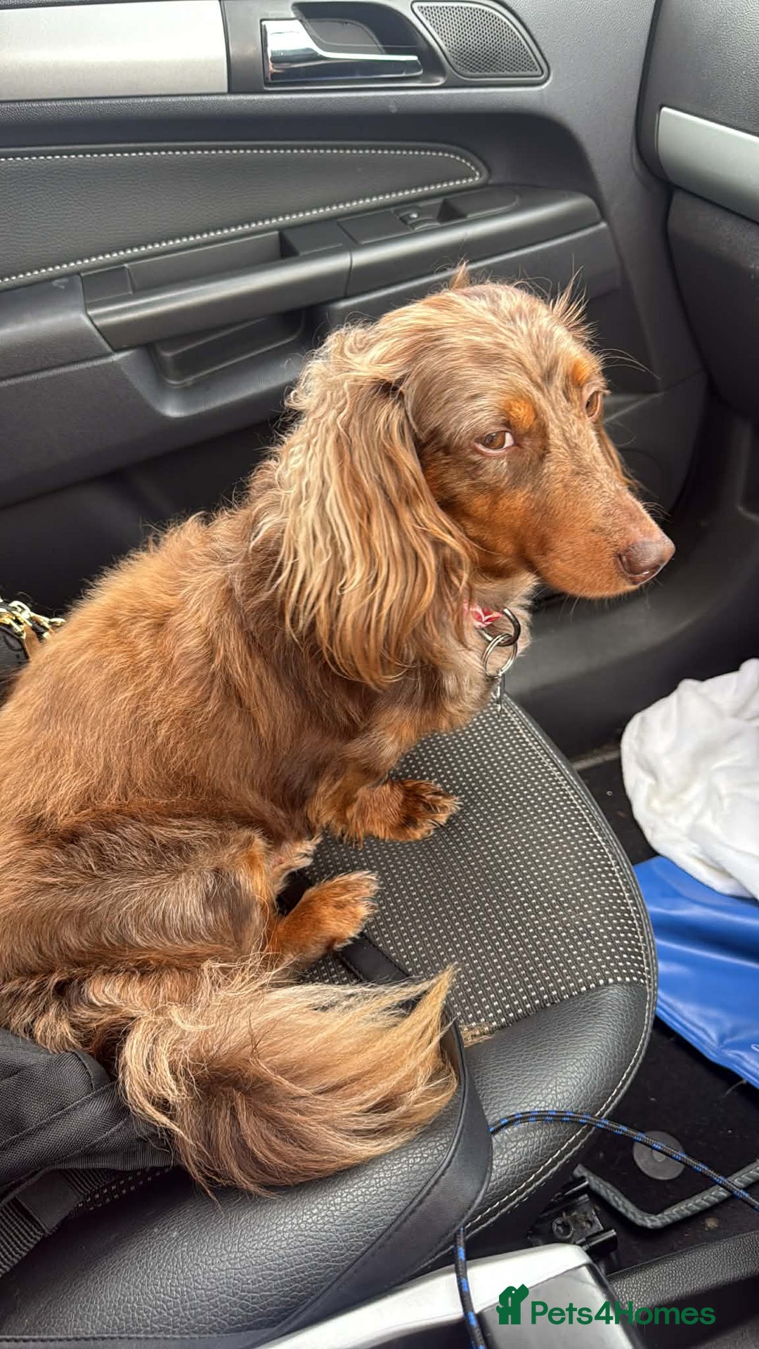 Miniature Dachshund dogs for sale: Female chocolate silver dapple long haired  - Advert 7