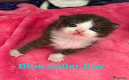 Domestic Shorthair cats for sale: 8 Bundles of joy - Image 14