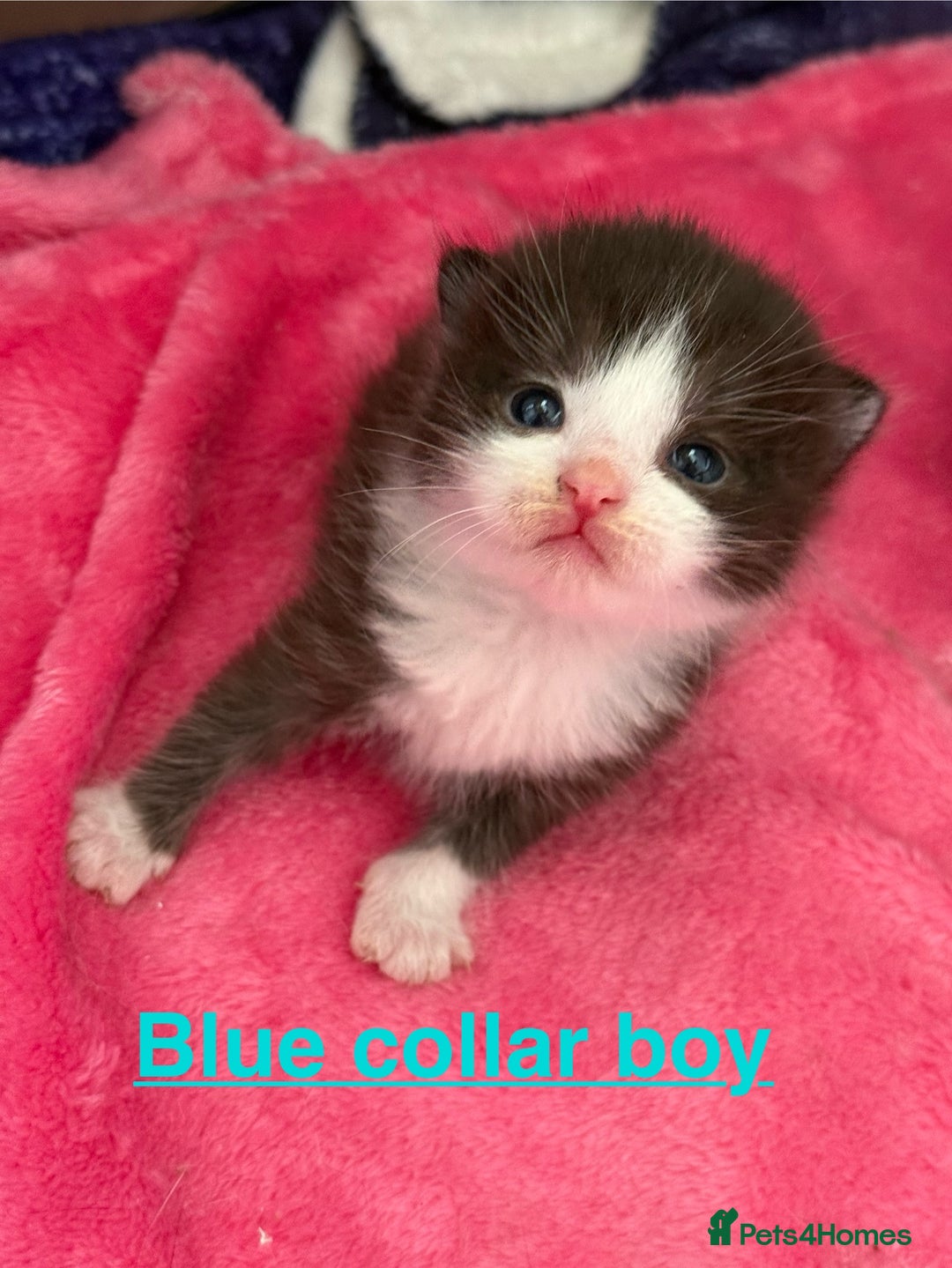 Domestic Shorthair cats for sale: 8 Bundles of joy - Image 14