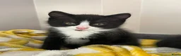 Mixed Breed cats for sale: 2 adorable female black & white kittens for sale  - Advert 9