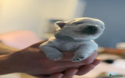 West Highland Terrier dogs for sale: West Highland Terrier Puppies for Loving Homes - Image 26