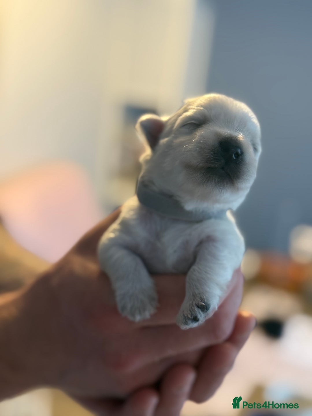West Highland Terrier dogs for sale: West Highland Terrier Puppies for Loving Homes - Image 26