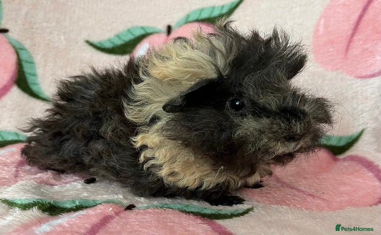 Guinea Pig rodents in Beckenham - Advert 1