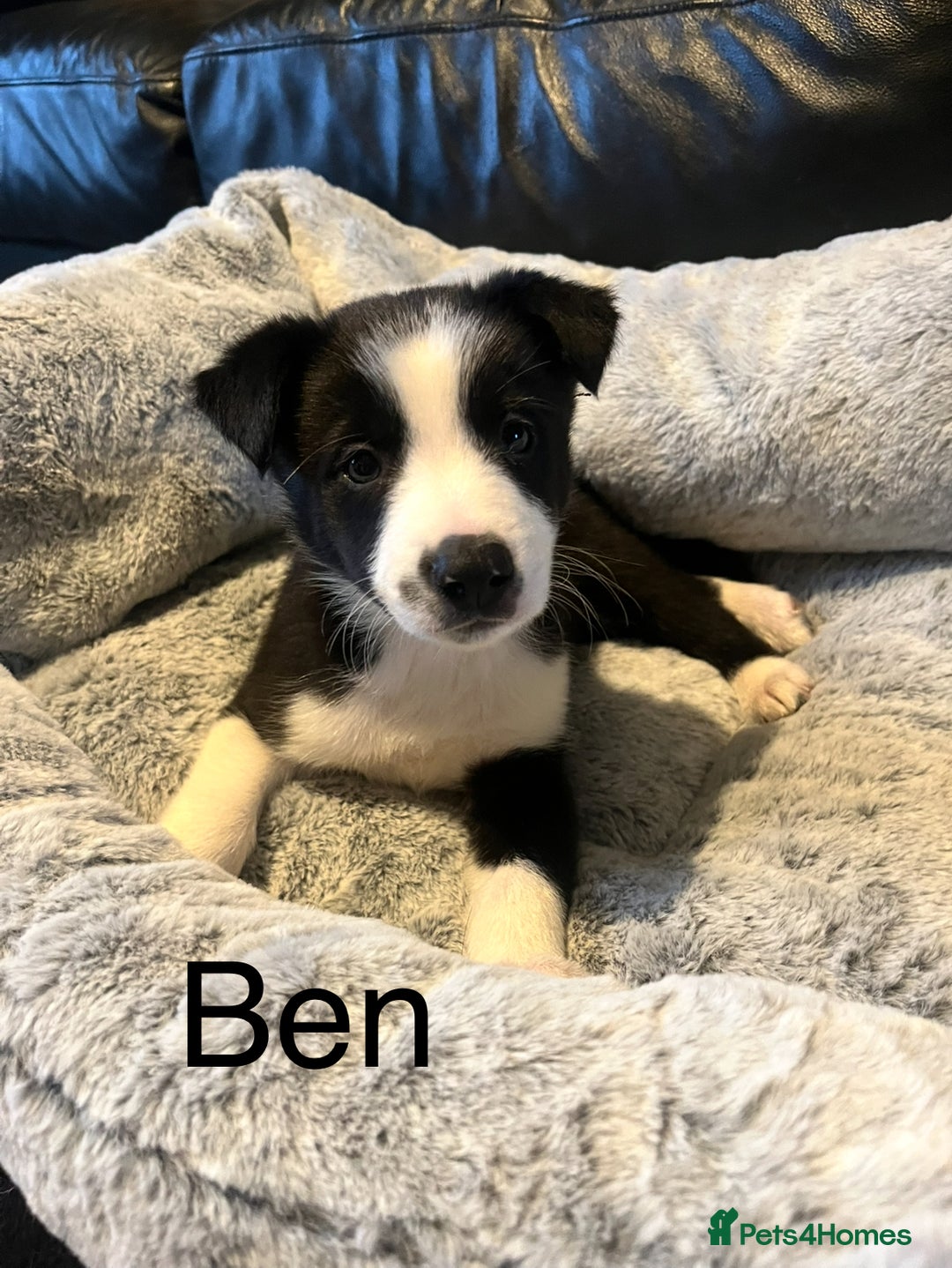 Border Collie dogs for sale: Lovely litter of 6 border collie puppies - Advert 4