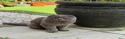 British Shorthair cats for sale: Ready to leave stunning kittens  - Advert 13
