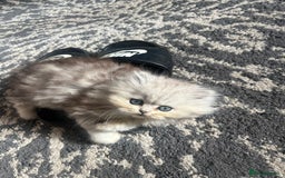 Persian cats for sale: Stunning chinchilla Persian kittens - Image 7