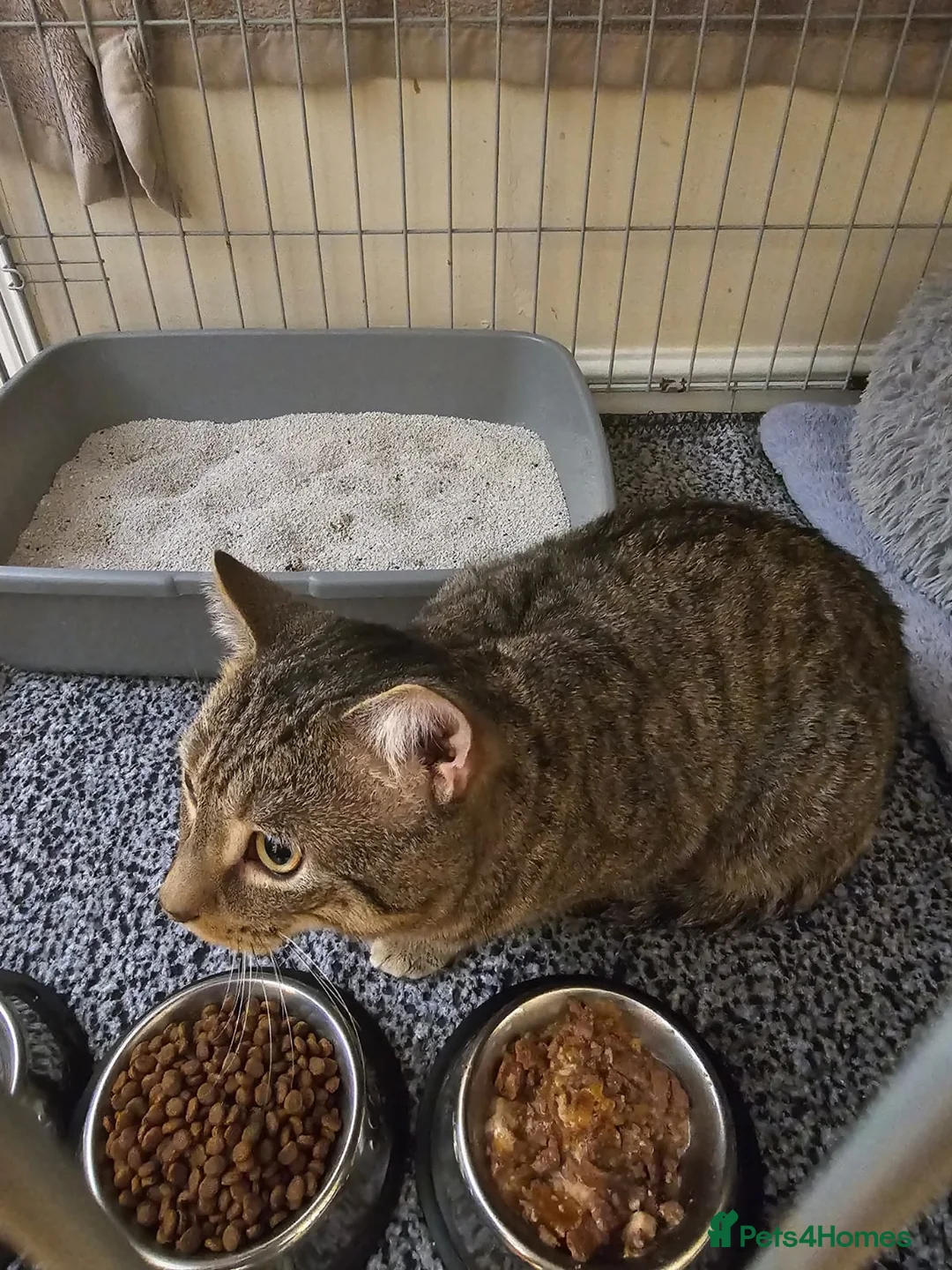 Mixed Breed cats for adoption: Billi looking for a forever home - Advert 2