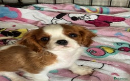 Cavalier King Charles Spaniel dogs for sale: KC Reg Health Tested Cavalier puppies  in Airdrie - Image 5