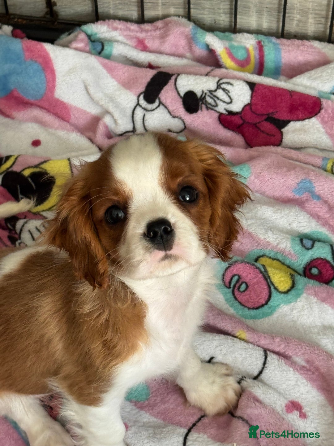 Cavalier King Charles Spaniel dogs for sale: KC Reg Health Tested Cavalier puppies  in Airdrie - Image 5